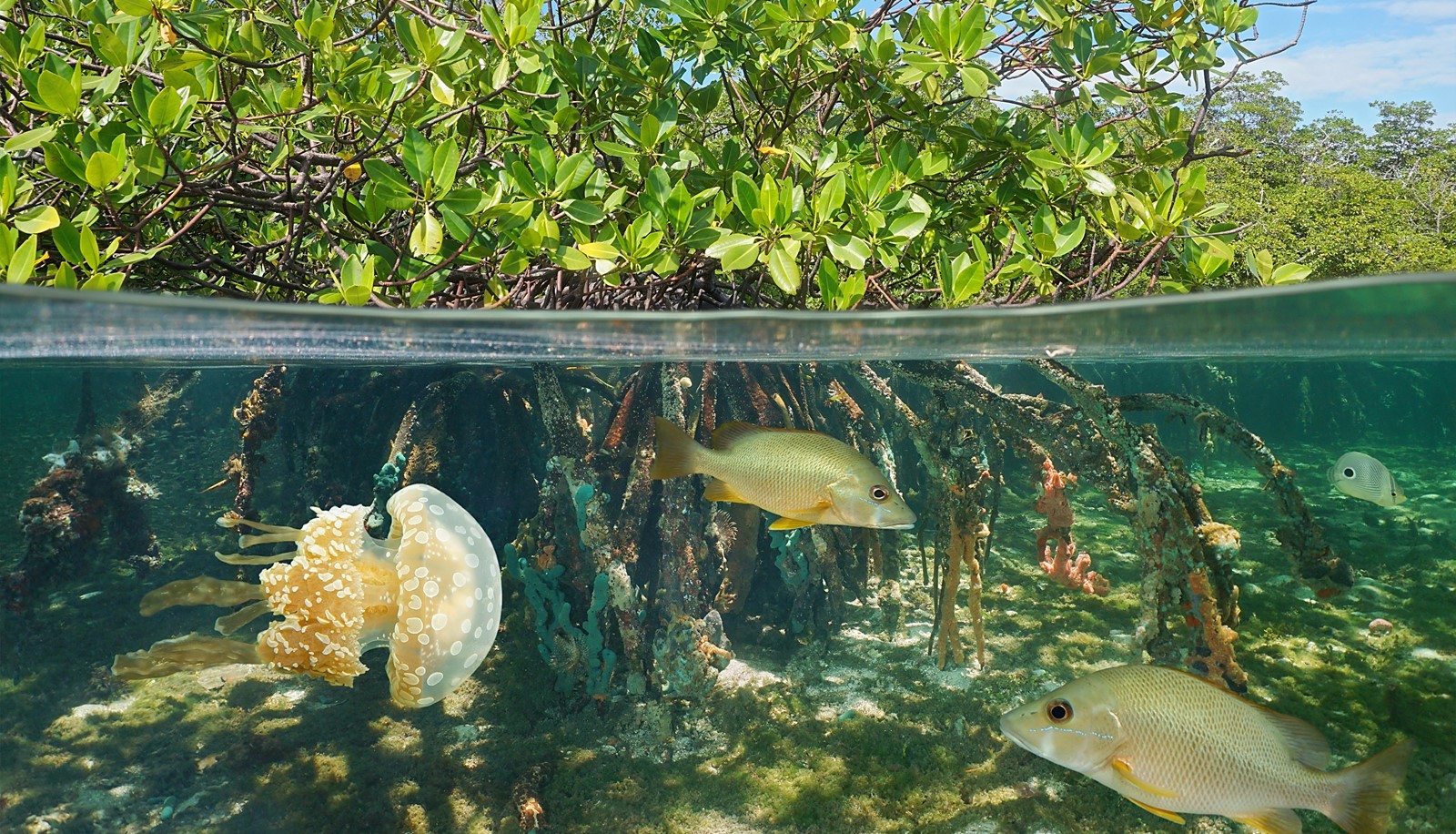 Research has revealed that mangroves may be at risk by the low functional diversity of invertebrates.