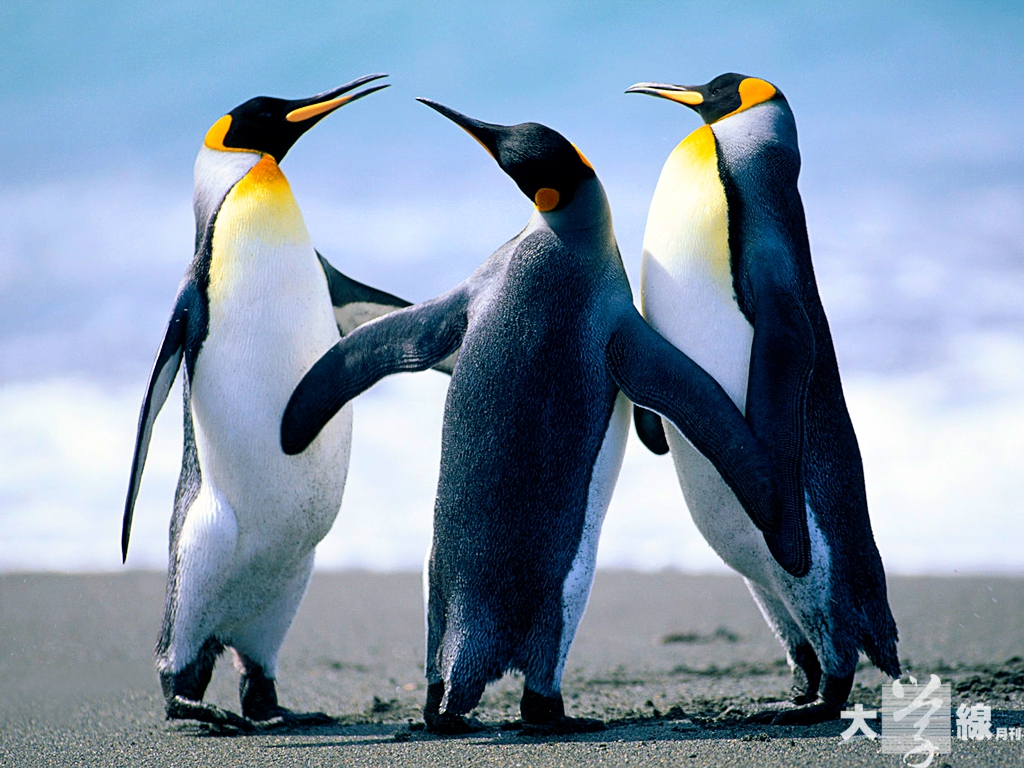 penguins