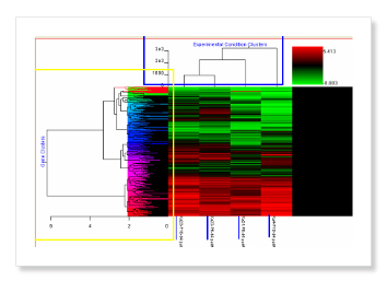 Establishment of gene chip technology for gene discovery.