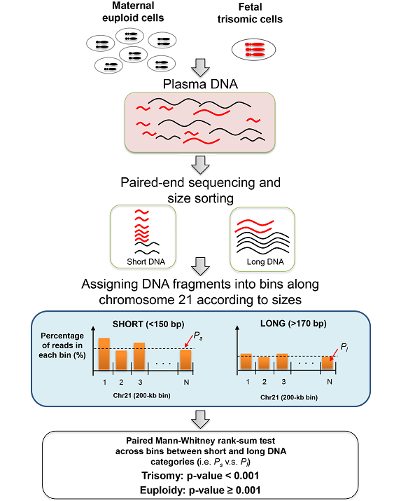 schematic overview