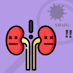 CUHK study sheds light on novel mechanism and treatment of acute kidney injury in COVID-19 patients