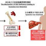 CUHK Researchers Achieve Breakthrough in the Mechanism of Maintaining Body Iron Homeostasis