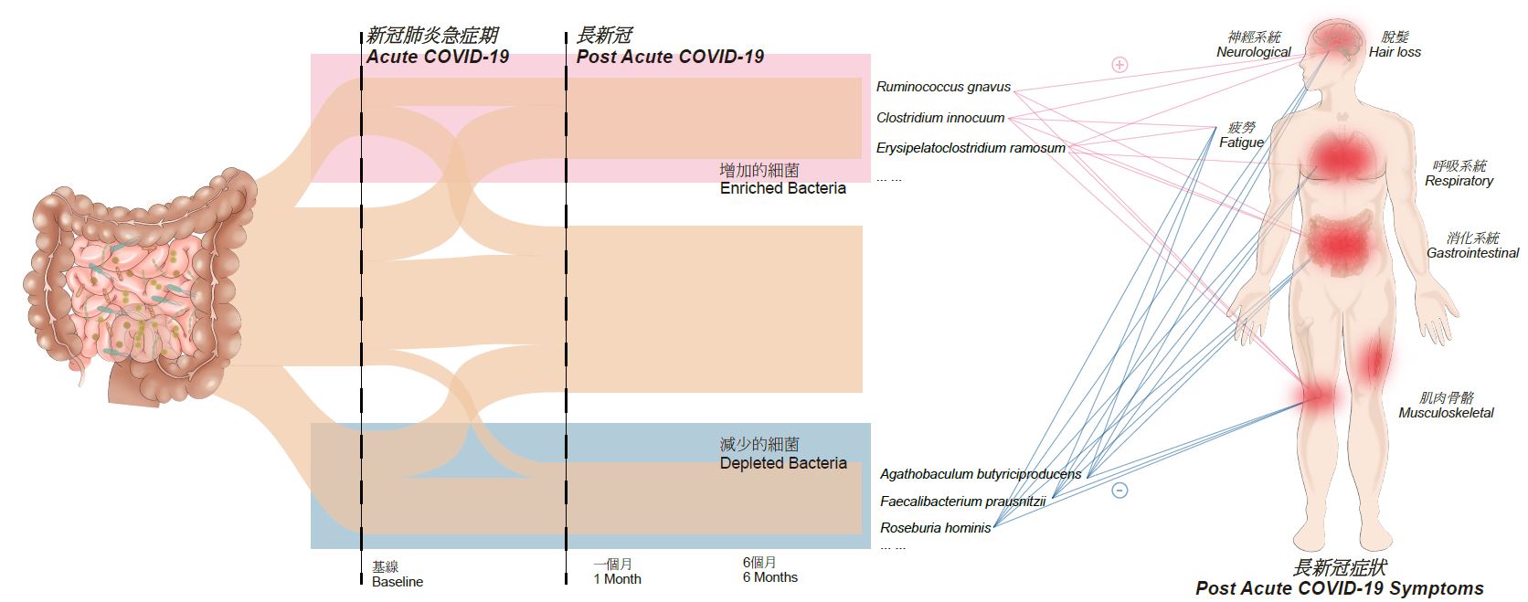 肠道微生态与「长新冠」两者关系示意图