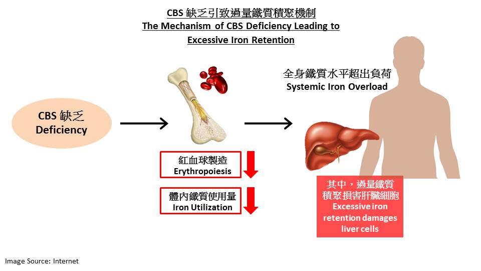 缺乏CBS引致過量鐵質積聚機制