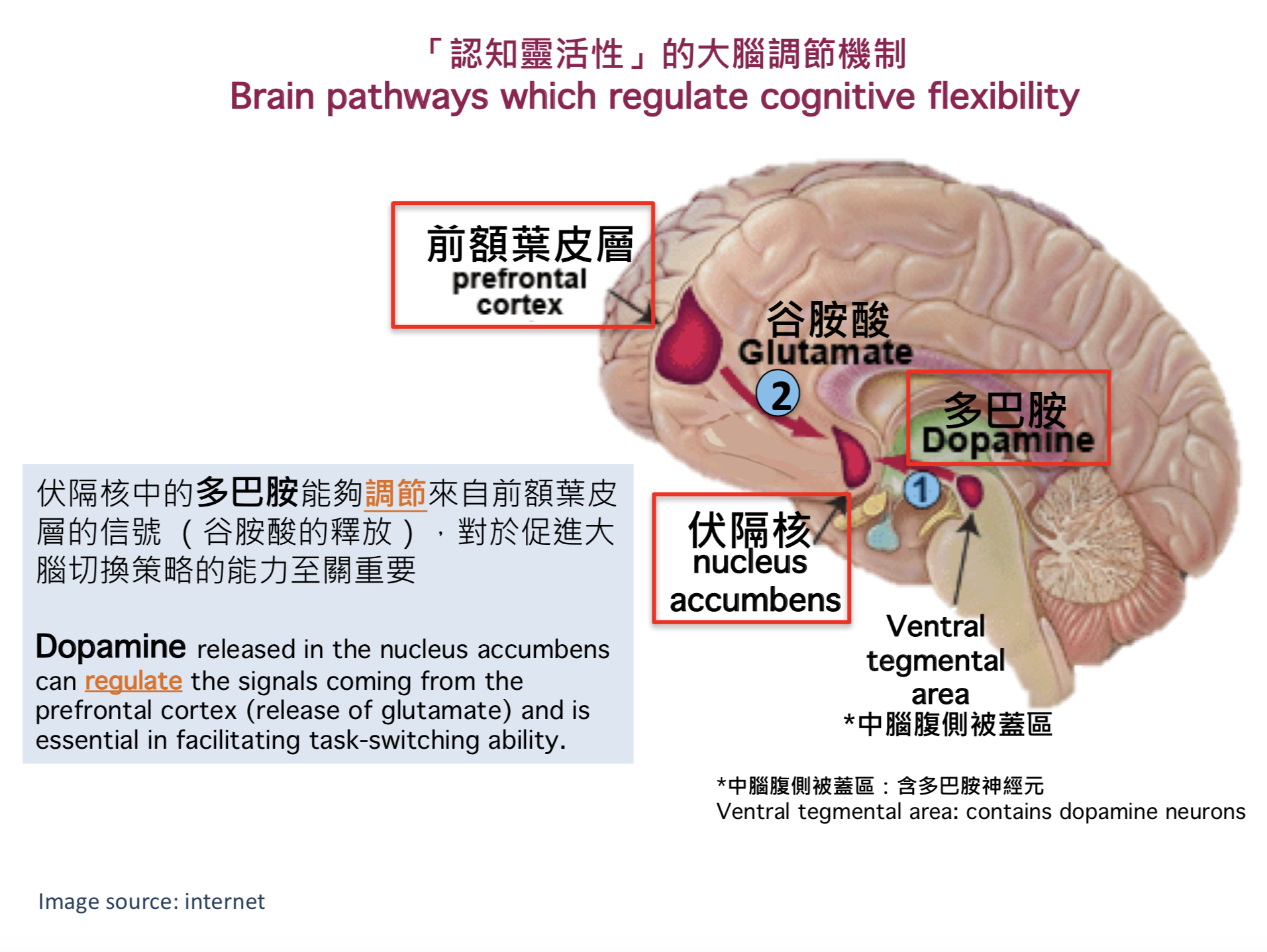 研究亦發現釋放於伏隔核中的多巴胺，能夠調節來自前額葉皮層的信號，對於促進大腦切換策略的能力至關重要。