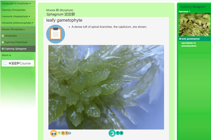 VLbryophytes