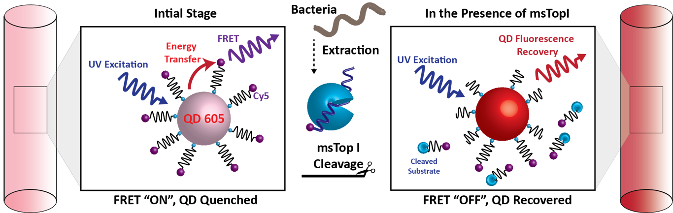 Molecular Imaging