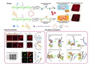 The theoretical simulation and experimental validation of the capability of cell-adaptable ultra-dynamic hydrogels to support stem cell 3D growth and development.