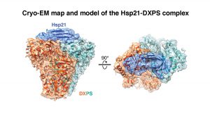 Cryo-EM map and model of the Hsp21-DXPS complex.