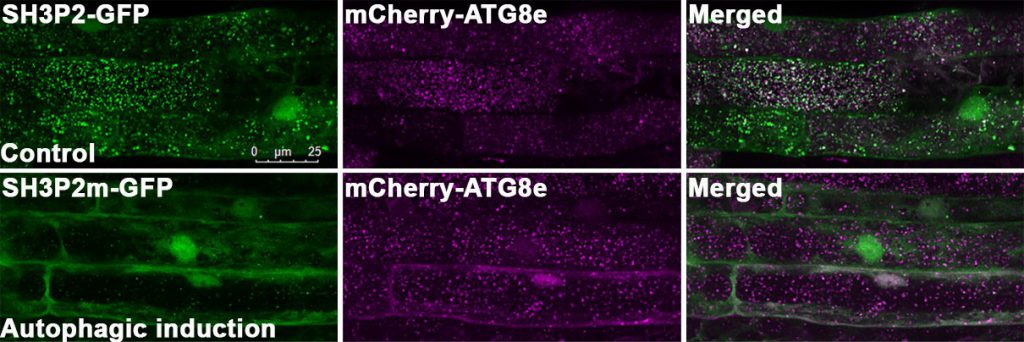 (Upper panel) SH3P2 is recognised by ATG8 and delivered to the vacuole successfully. (Bottom panel) A mutation form of SH3P2 which does not interact with ATG8 fail to be transported into the vacuole.