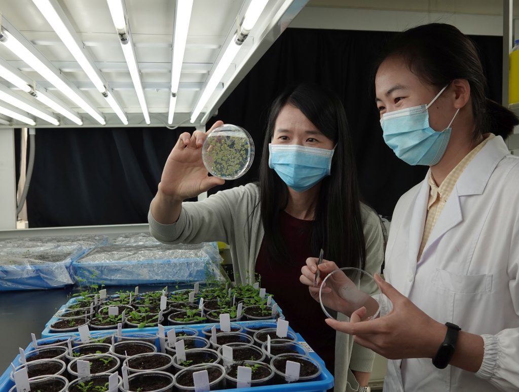 Professor Xiaohong ZHUANG and her PhD student Lanlan FENG in preparing the young Arabidopsis plants in the plant growth room.