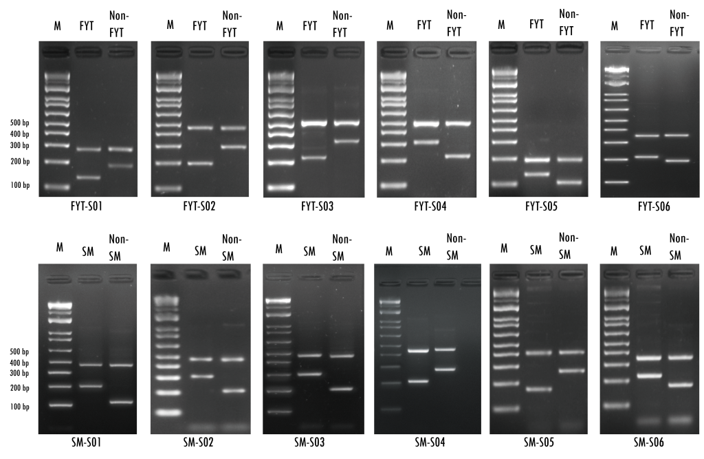 The team generates “genetic ID” for "Fa Yiu Tsai" (top) and "See Mew" (bottom) using DNA markers.