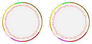 The picture shows the density distribution of SNP located on each chromosome in “Fa Yiu Tsai” (left) and “See Mew” (right). These unique genome sequences were found after the team conducted genomic analysis.