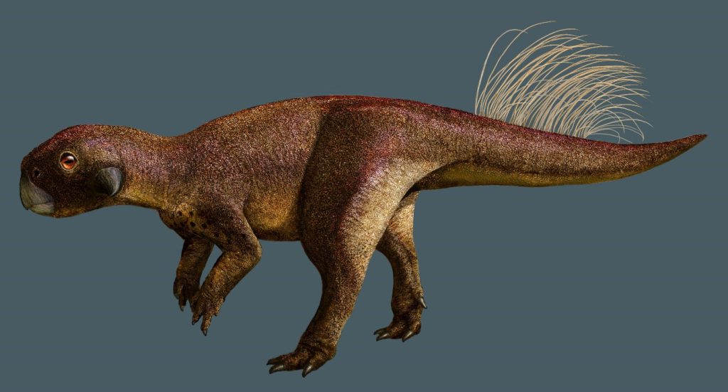 The Early Cretaceous horned dinosaur Psittacosaurus was discovered in northeast China and is a distant relative of Triceratops. <br />
Image credit: Julius T. Csotonyi.