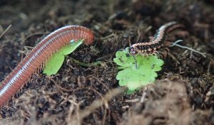 Trigoniulus corallinus (left) and Helicorthomorpha holstii (right) are two millipede species that are commonly found in Hong Kong. T. corallinus can be easily be spotted on the ground after rain in the spring, while H. holstii can be commonly seen in farm soil, on hiking trails and elsewhere in the countryside in warm and humid seasons.