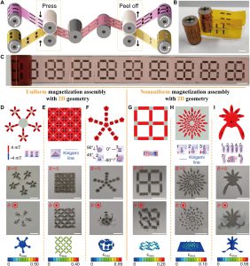 The research team devises the roll-to-roll technology (image A-C), a fabrication process that realises programmable magnetic soft robots’ ability to perform different structural changes.