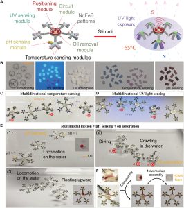 Module assembly of the multifunctional soft robot and its applications (image A). The robot is capable of crawling on dry surfaces, sensing ultraviolet light and temperature in the environment (image B-C). It is also capable of controllable movements on water surface, detecting pH value and diving into water to remove oil (D1-3). Depreciated and worn out functional modules can be replaced to improve the life cycle of the robot (image E).