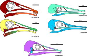 Reconstructions of longipterygid skulls used in the study. Colours indicate which individual fossils the parts were taken from, as no complete skulls are known. Two reconstructions are made for Longipteryx as two distinct skull shapes were noticed by the authors. <br />
Image credit: Case Vincent Miller.