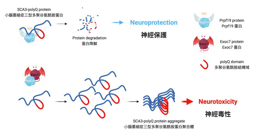 Prpf19蛋白有助降解小腦萎縮症三型的疾病蛋白，減低小腦萎縮症三型的細胞毒性。Exoc7蛋白會減低Prpf19蛋白對疾病蛋白的分解，使其失去對小腦萎縮症三型的保護功能。