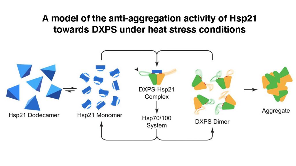 Hsp21與DXPS組成複合物，防止DXPS在熱壓力下聚集。