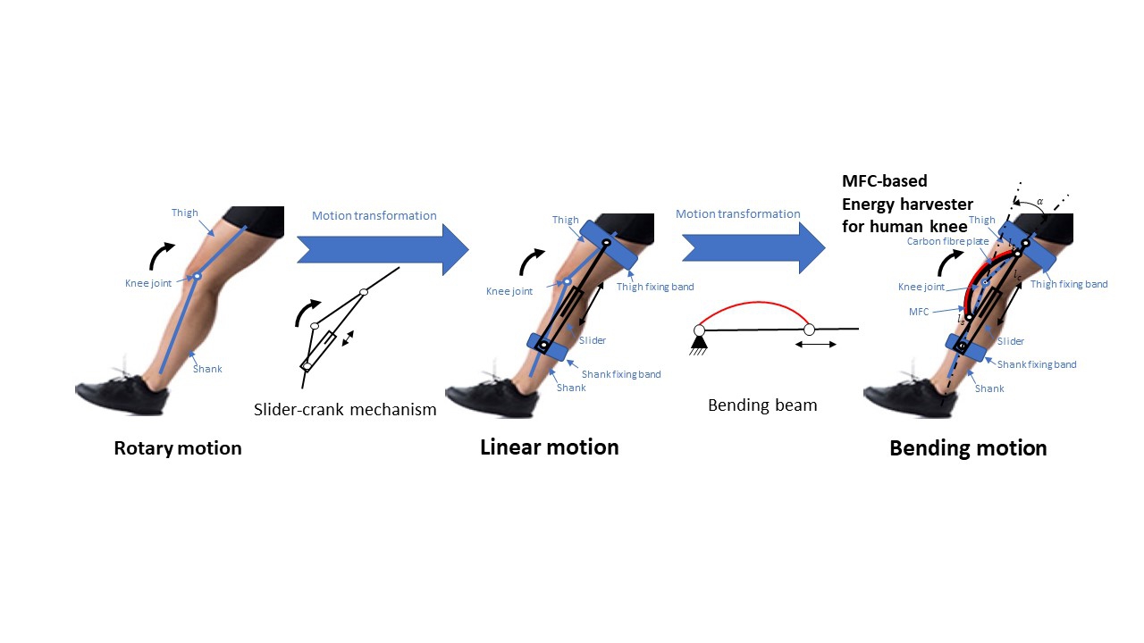 The smart material of the device will bend alongside the motion of the human knee, and convert the biomechanical energy to electricity.