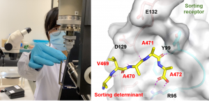 Professor Wong and his team use X-ray crystallography as a molecular microscope to visualise how the sequence labels on a seed storage protein is recognised by the vacuolar sorting receptor.