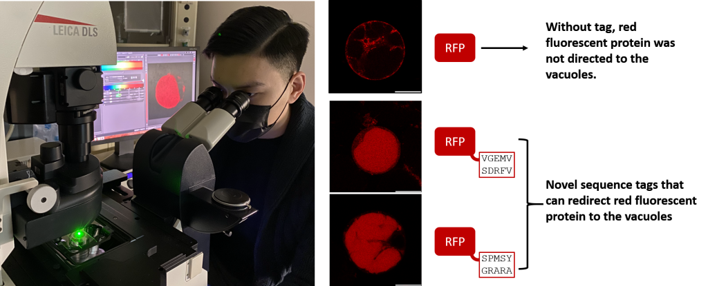 Professor Wong and his team discover and engineer novel sequence tags that can redirect a red fluorescent protein to the vacuoles in plant cells.