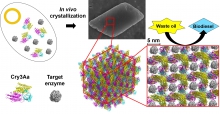 Schematic showing how Cry3Aa crystals produced in bacteria cells trap an enzyme.