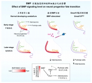 Graphic shows the effect of BMP signaling level on neural progenitor fate transition.