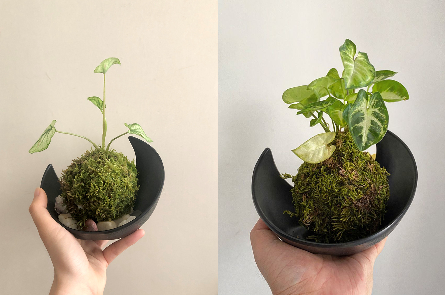 cugb-kokedama-coffeegrounds.png