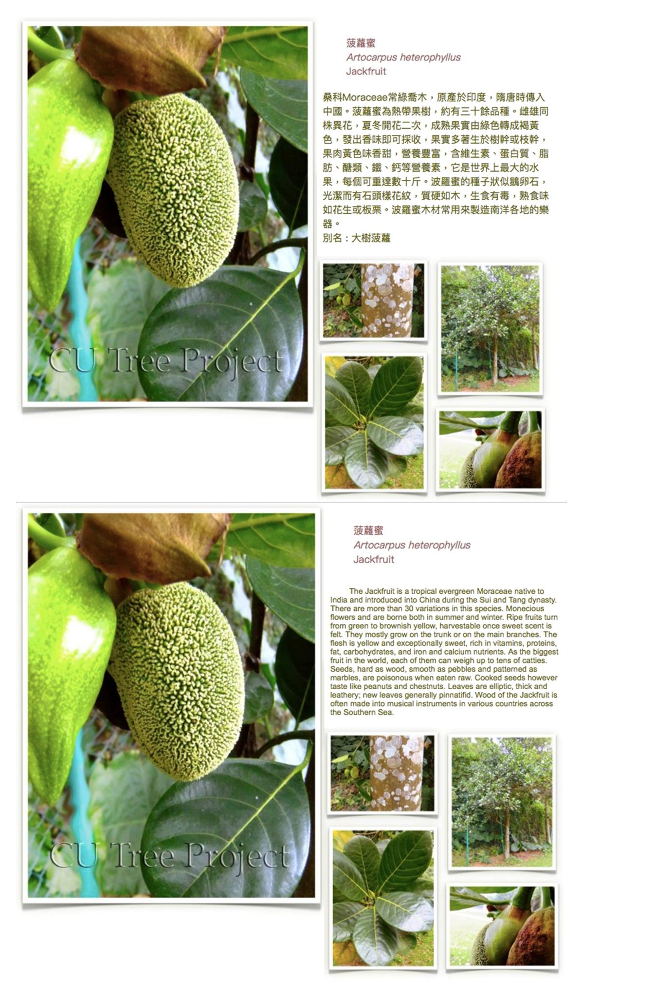 jackfruit.JPG