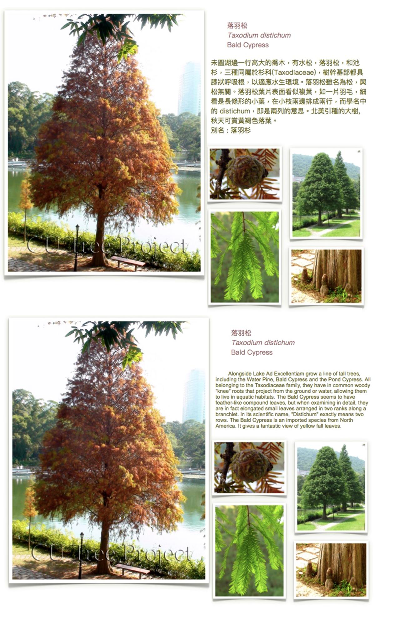 bald-cypress.JPG