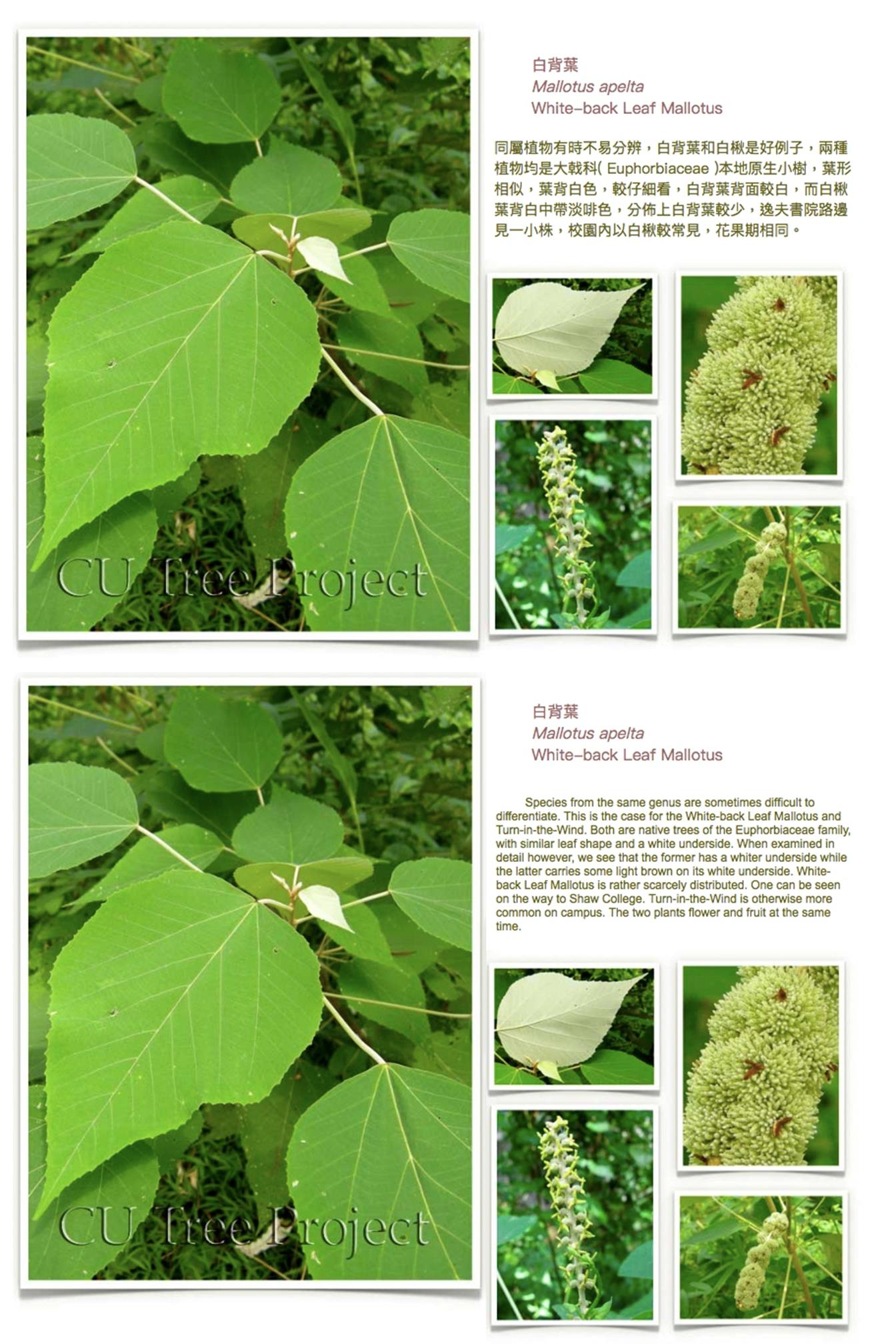 white-back-leaf-mallotus.JPG