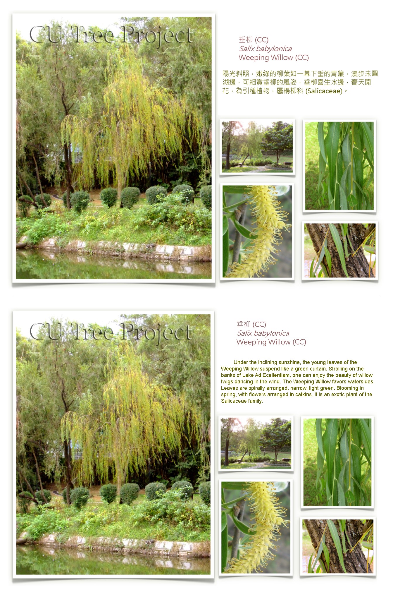 weeping-willow.jpg