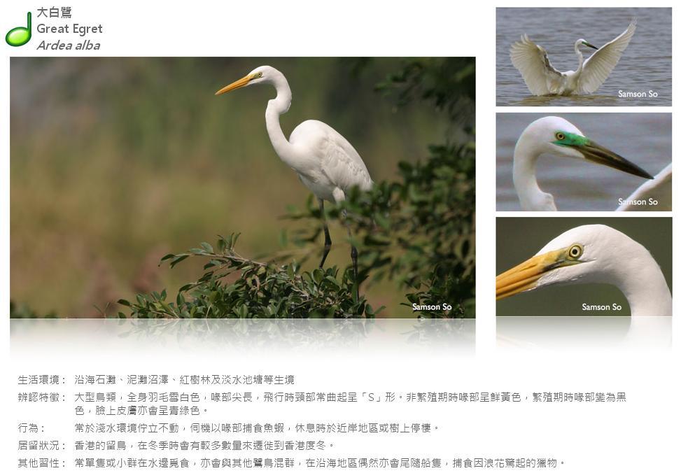 great-egret.JPG