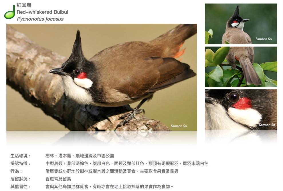 red-whiskered-bulbul.JPG