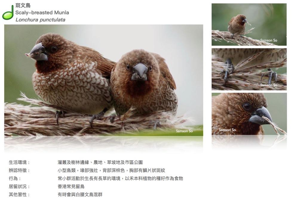 scaly-breasted-munia.JPG