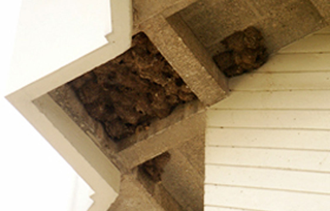 B5 Swift Nests under the University Librarys Eaves