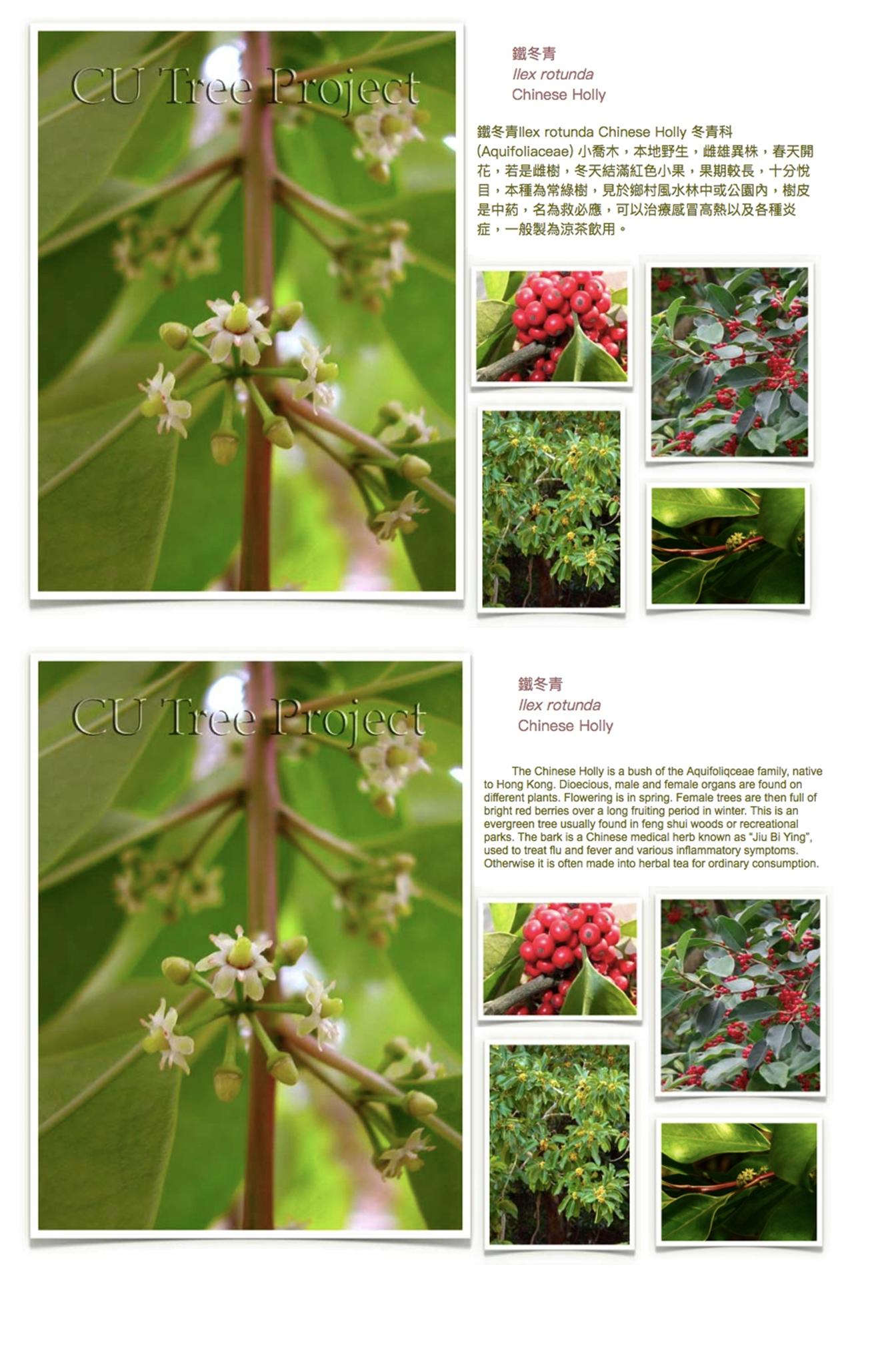 chinese-holly.JPG