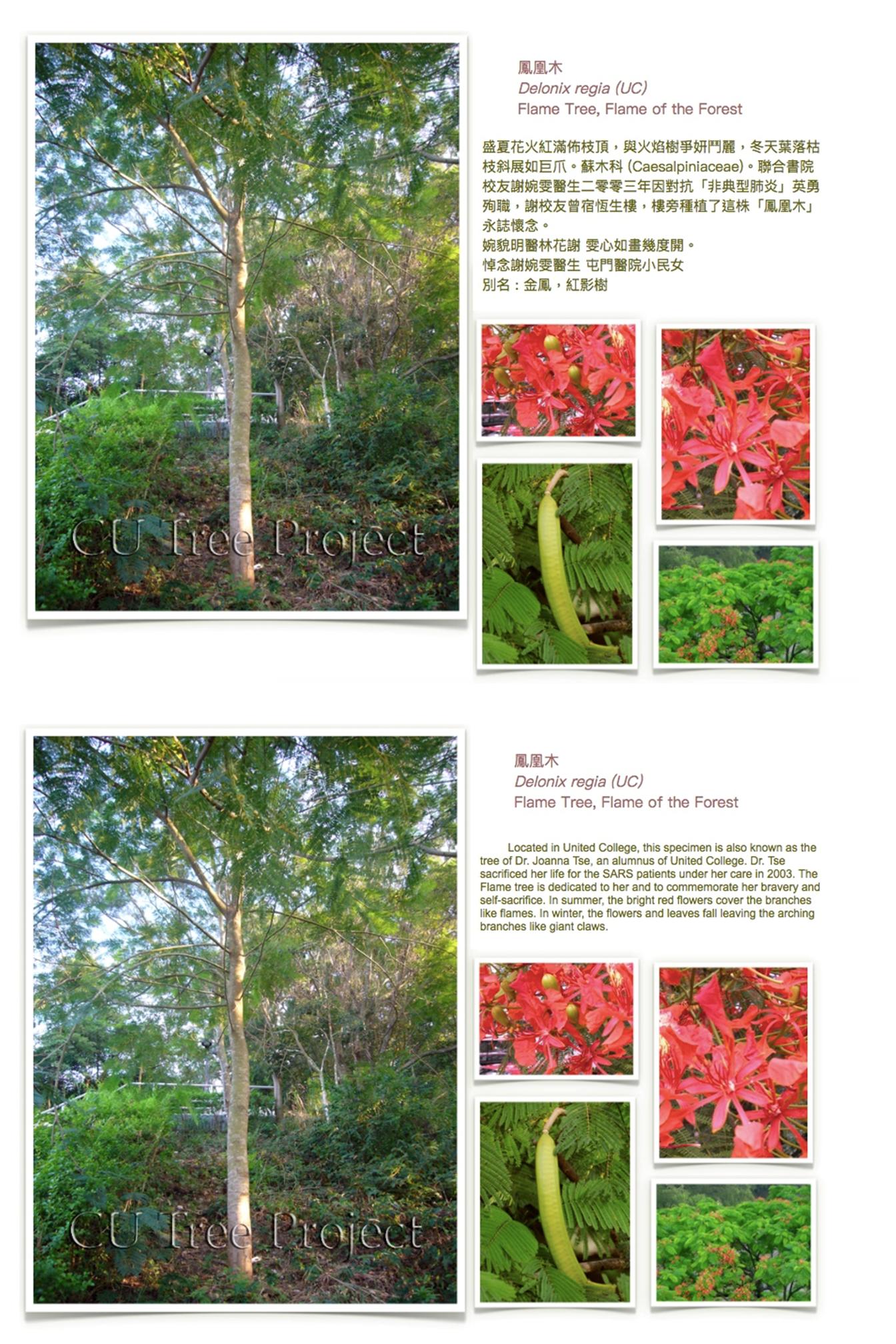 flame-tree.JPG