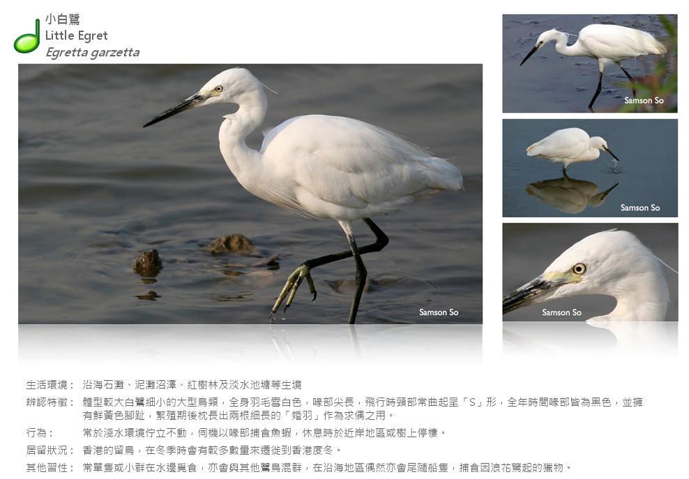 little-egret.JPG