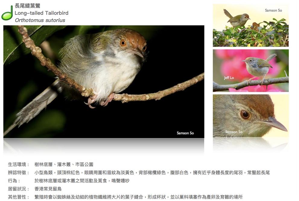 long-tailed-tailorbird.JPG