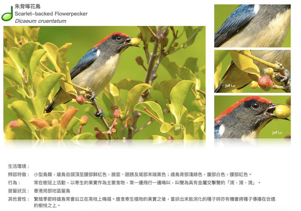 scarlet-backed-flowerpecker.JPG