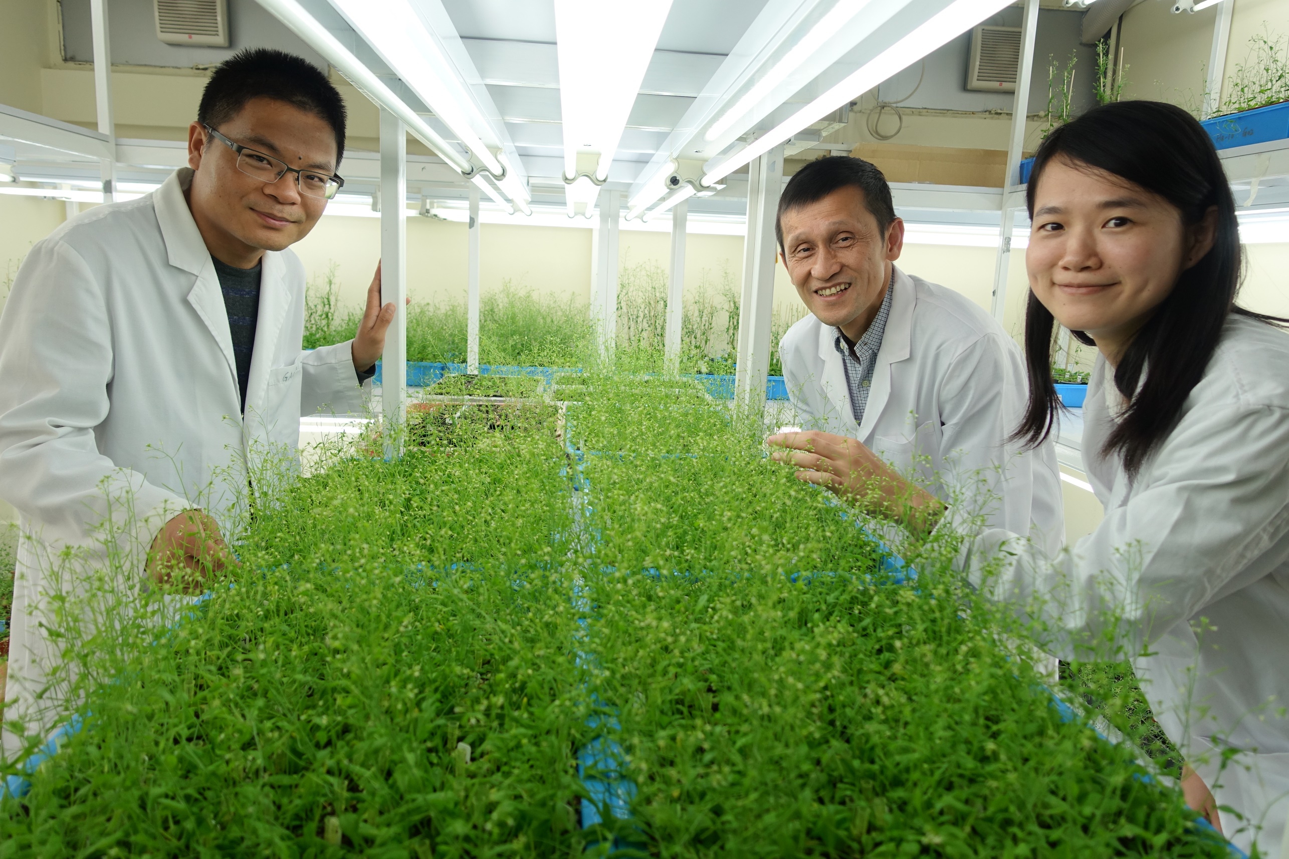 Professor Jiang's research team has been working on the underlying mechanisms of protein transport, organelle biogenesis and function in plants.