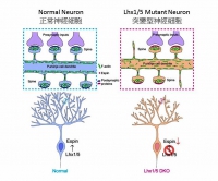 The role of Lhx1/5 gene in regulating Purkinje neuron dendritogenesis and spine morphogenesis