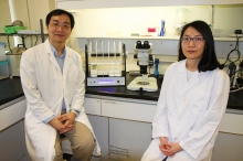 Prof. Kin-ming KWAN (left) and Miss Nga Chu LUI of School of Life Sciences at CUHK shed new insights into the molecular pathology of cerebellar ataxia.