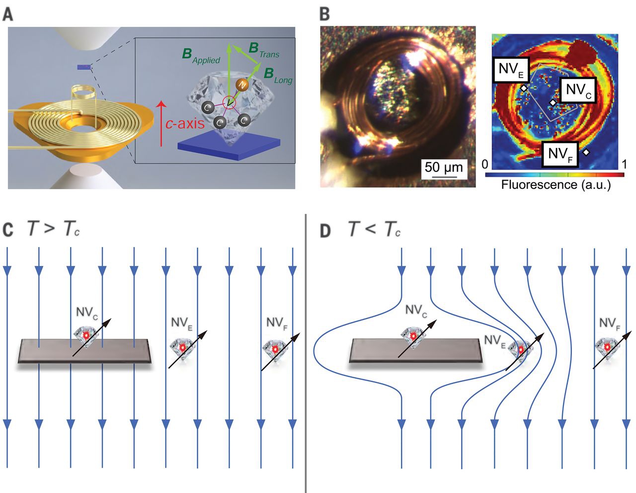 Schematic illustration of experimental configurations and detection concepts.
(A) An exploded view of the pressure cell design. The sample (blue) is located in the high-pressure chamber together with a collection of diamond particles. Each diamond particle is a sensitive local field sensor. 
(B) (Left) Photograph of the microcoil with sample on top of the anvil. (Right) Fluorescence image from the confocal scan showing the microcoil and NV centers.