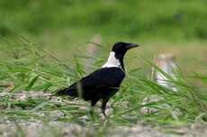 Collared Crow