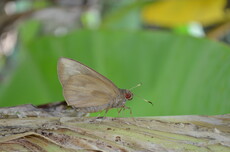 Banana Skipper