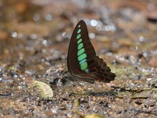 Common Bluebottle